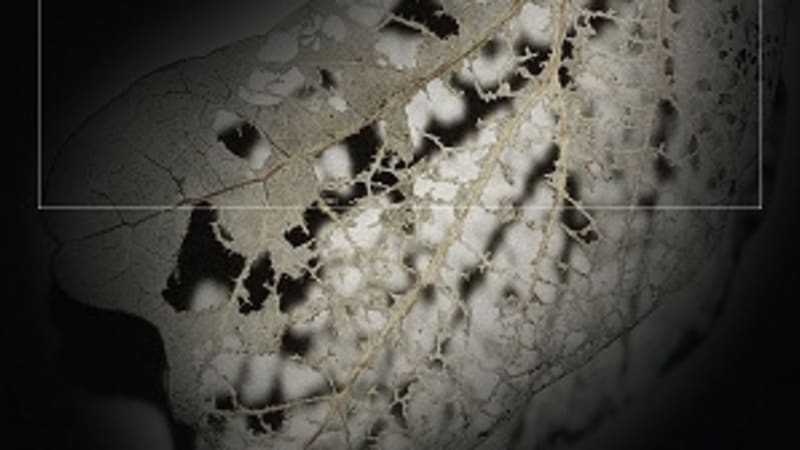 Kris Davis and the Lutoslawski Quartet - The Solastalgia Suite (Pyroclastic)