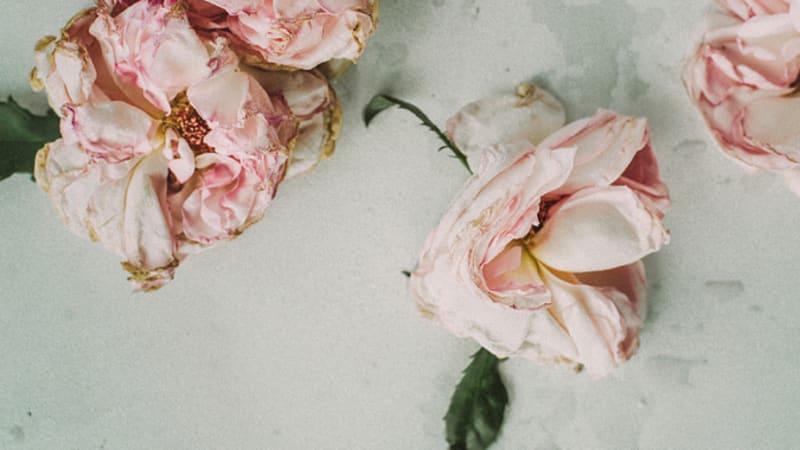 ‘Giver of Life’ by The Covenant Brothers shines bright