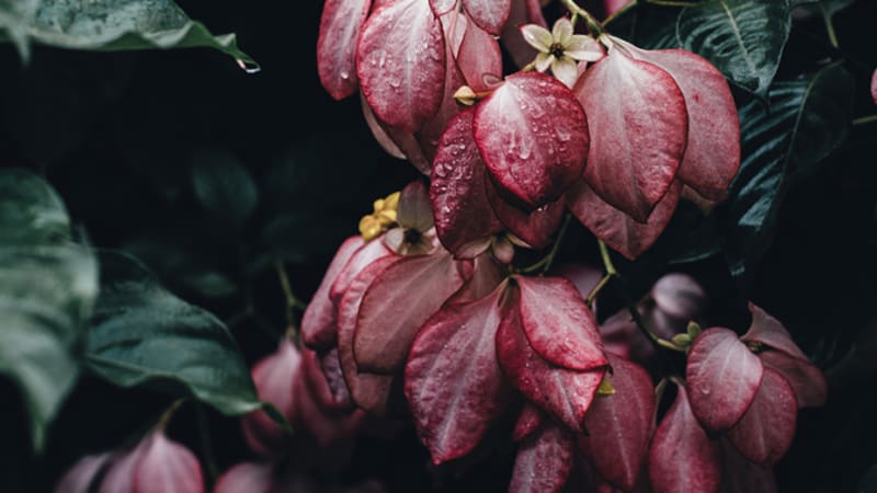 French Dogs dance through the chaos with new release, “Tucker's Having a Baby”