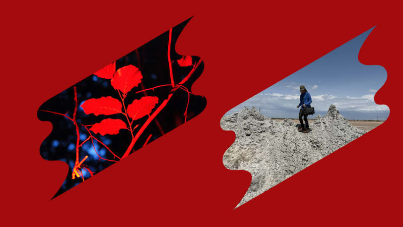 The Best Field Recordings on Bandcamp, January 2026