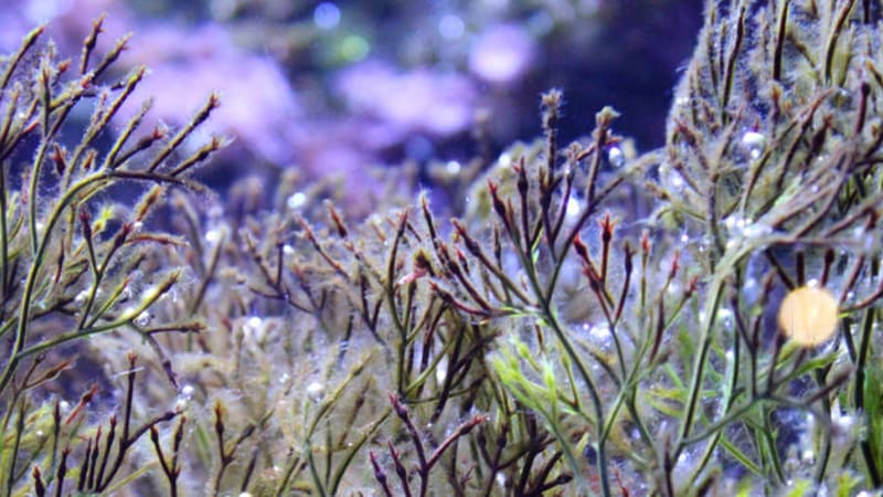 97 Sound Signal - Refraction Choir - Deep aquatic ambient music.