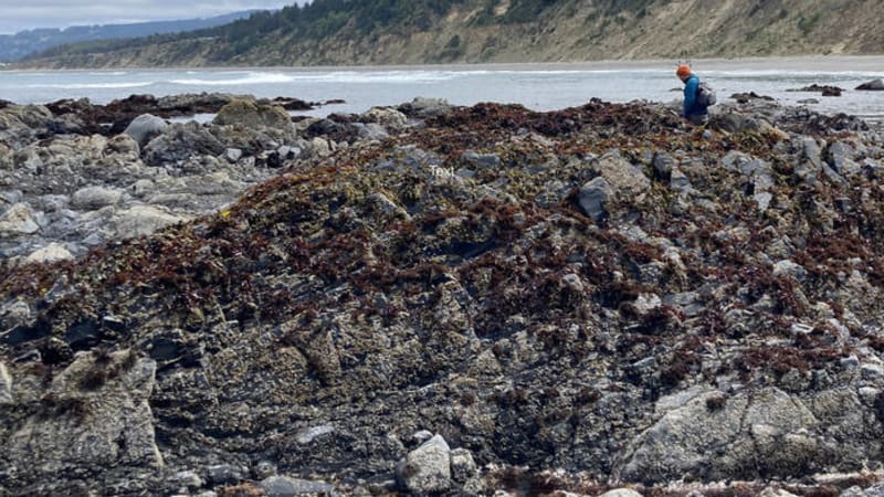 SloNewsLife - ansible - Many of these songs were written and recorded while staying at a house on the Puget Sound shortly after a family funeral.