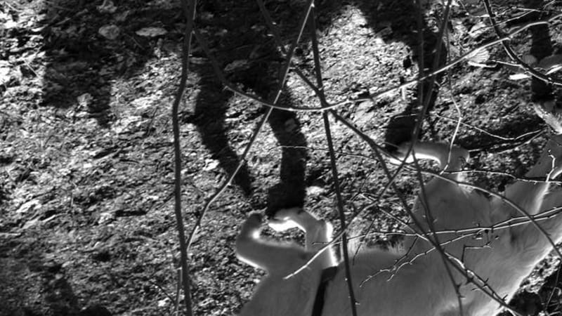 Les Antonymes - De branche en branche - Experimental ambient, infused with french-speaking existentialist poetry, sometimes underpinned by haunting beats.