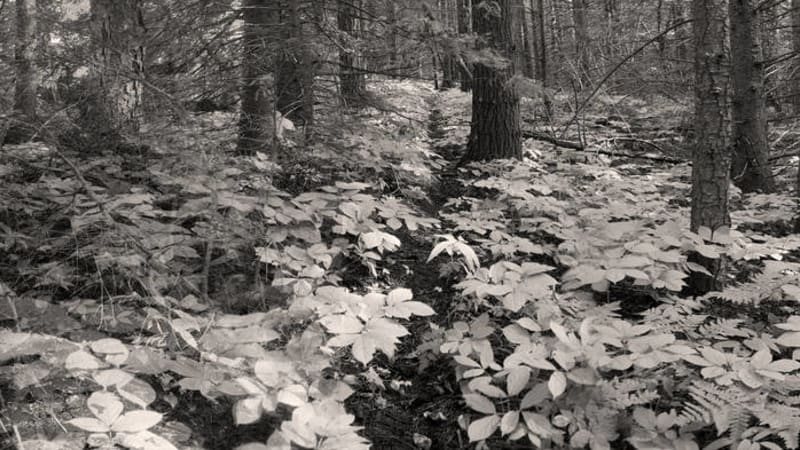 Gregory Scheckler - Trailheads - Jazz and funk-infused experimental synth jams with luxurious grooves, rich improvisations.