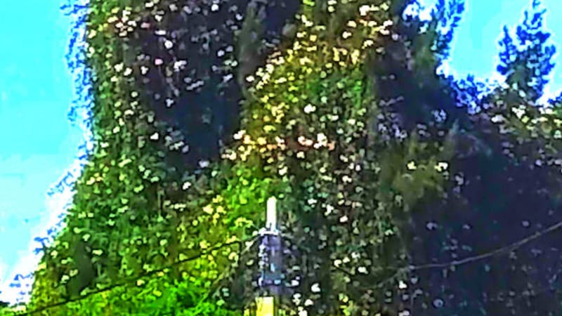 Chowmin - Luciérnagas nacen en las lágrimas del árbol vagabundo - The wind embraces the trees