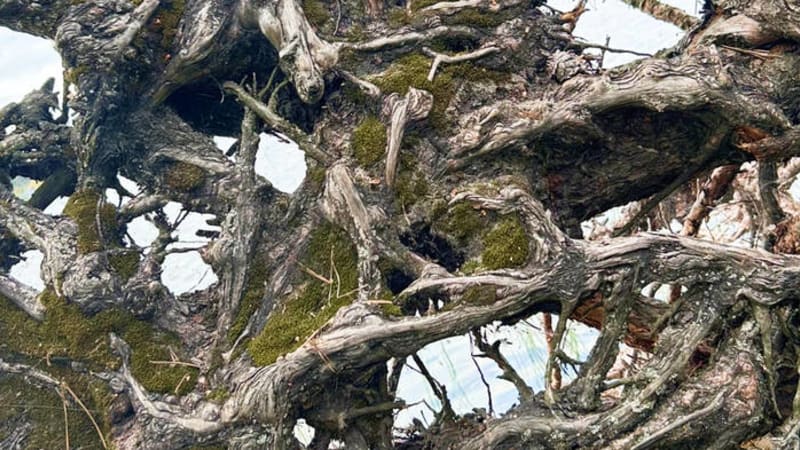 darialism - becoming - Darialism's debut EP ‘becoming’ is a journey inward — a sonic exploration of rediscovery, contradiction, and self-definition via various electronic genres.