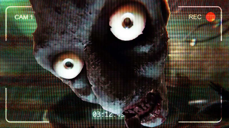 I'm on Observation Duty: LIVE