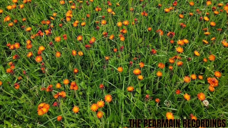 Flowerland Announces the Release of The Pearmain Recordings