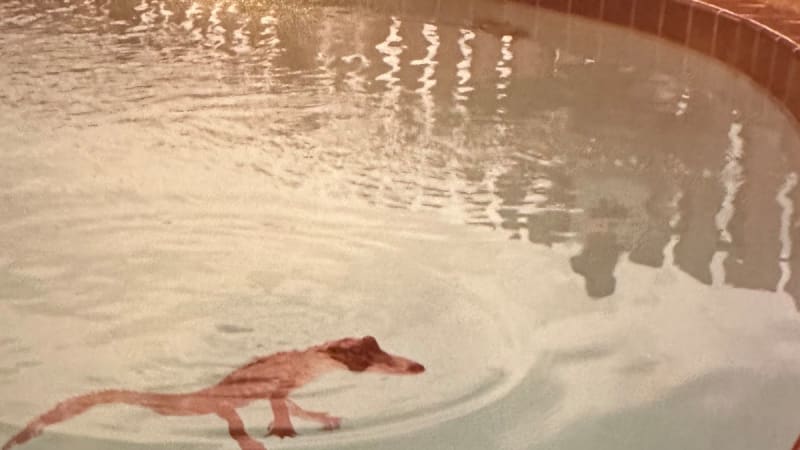 Deloyd Elze's Deconstructed Country Ballads Sound Splendid On The New ‘Nellene’ EP