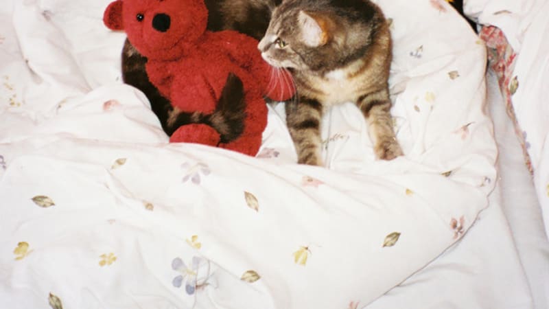 Dayydream release emotion-filled, dream-pop track ‘Proximity’.