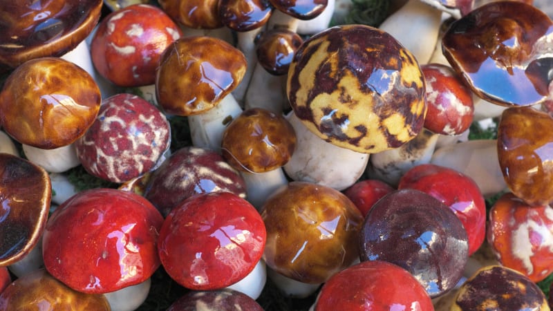 Four Artists Obsessed With Mushrooms - Our Culture