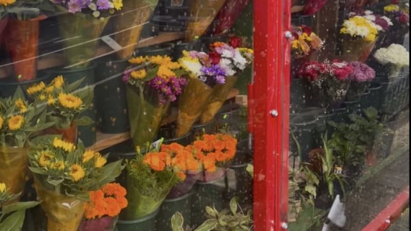 Single: baby hollis – it’s sweet