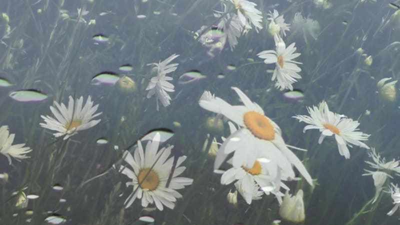 Single: Blush. – Seasons