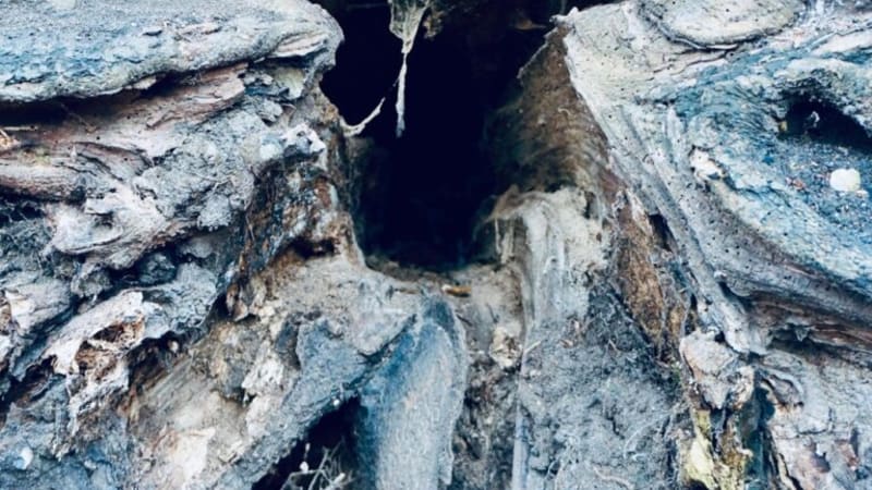 Single: Puke Wolf – Hyenas Laugh