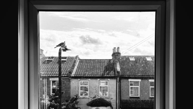 Single: Wildernesses – English Darkness