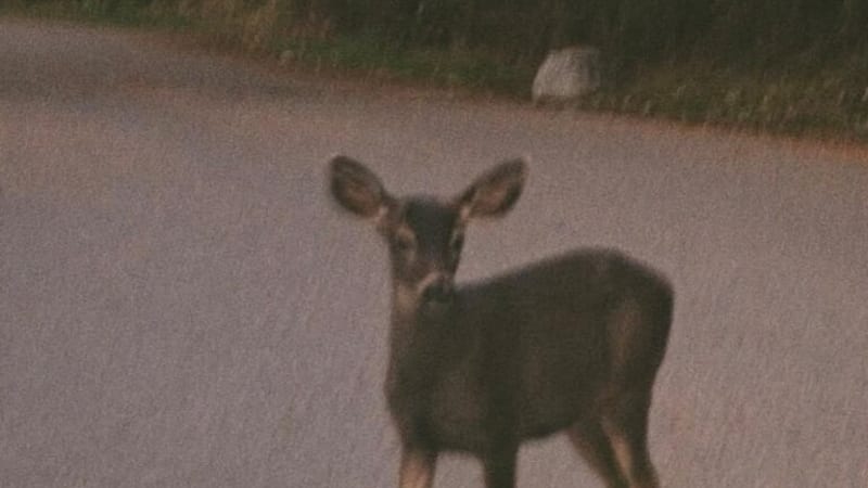 Album: parallel – frail