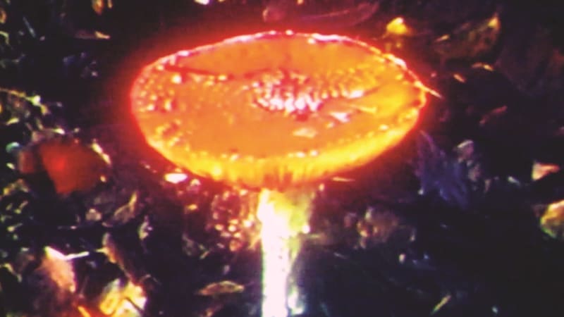 Exclusive Premiere: dave de rose & dan nicholls “willow”