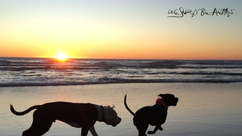 New Album: James Beastly - ‘We Should Be Animals’