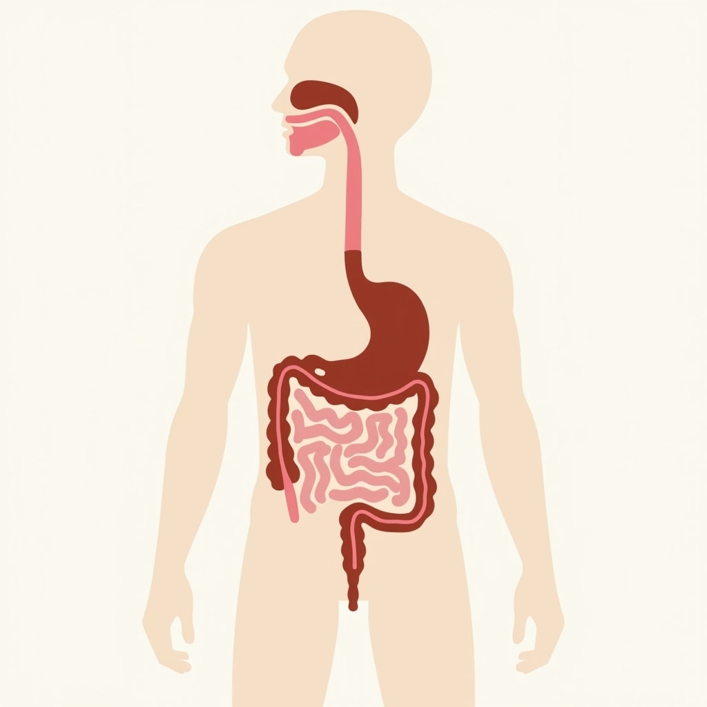 Create an illustration of the human digestive system, ensuring the following design features:
1. **Labeling**: Clearly label each part: Mouth, Throat, Liver, Stomach, Pancreas, Large Intestine, Small Intestine, and Rectum.
2. **Structure Style**: Use a simplified anatomical style with soft, rounded edges rather than sharp details. Choose a more abstract representation for the organs.
3. **Colors**: Utilize a palette of softer pastels instead of bold colors—like pale greens, soft blues, and light pinks—to give a more gentle appearance.
4. **Orientation**: Position the organs in a vertical arrangement, similar to a tree branch structure to highlight the flow of digestion.
5. **Simplified Connective Lines**: Include subtle, curved lines to indicate the connections between organs without overcrowding the image.
6. **Background**: Use a light, neutral background to make the illustration stand out without distractions.
7. **Title**: Change the title to "Human Digestive Anatomy".
This revised prompt will help guide the creation of a unique illustrative representation of the digestive system.