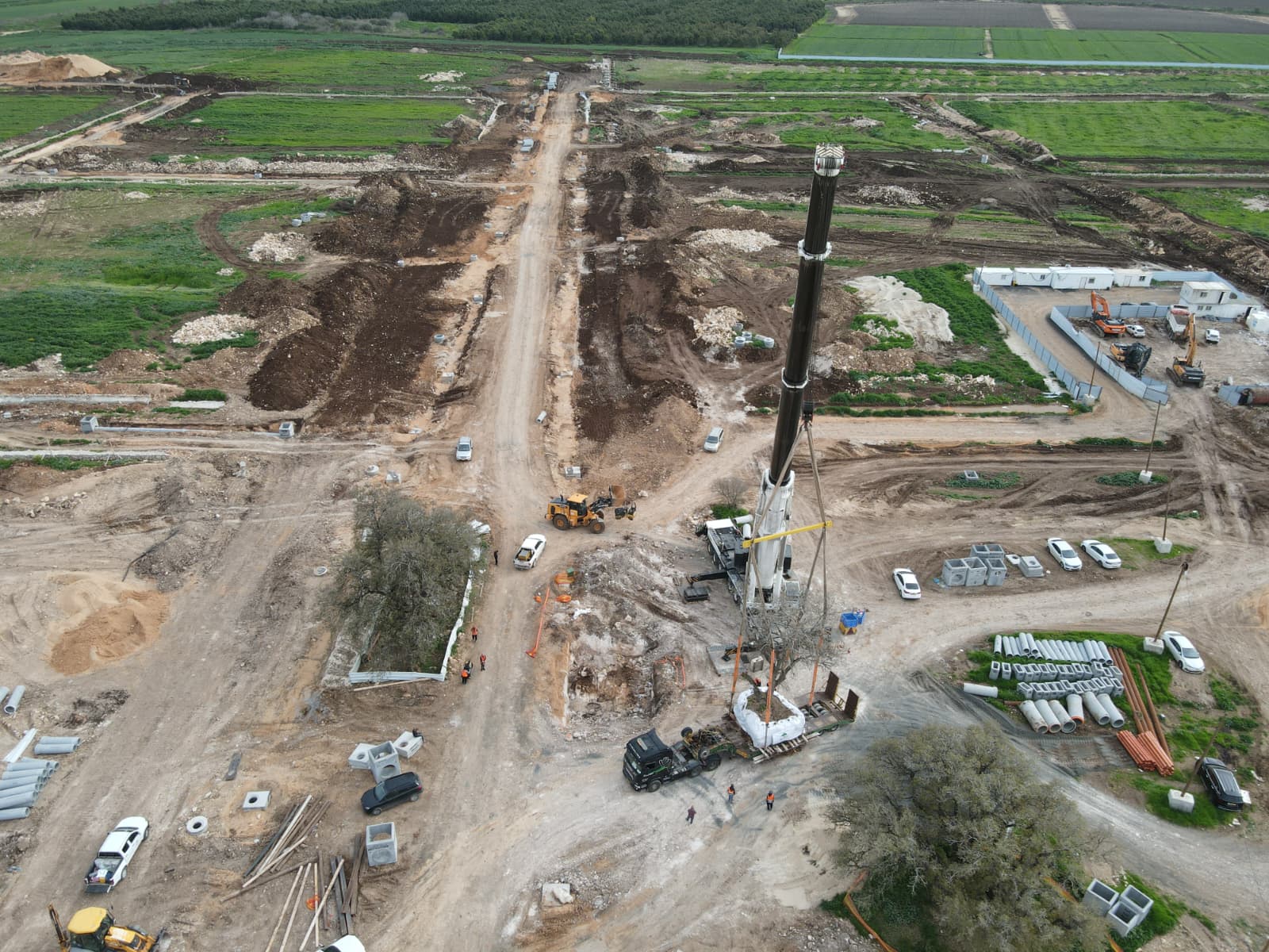 העתקת אלונים עתיקים