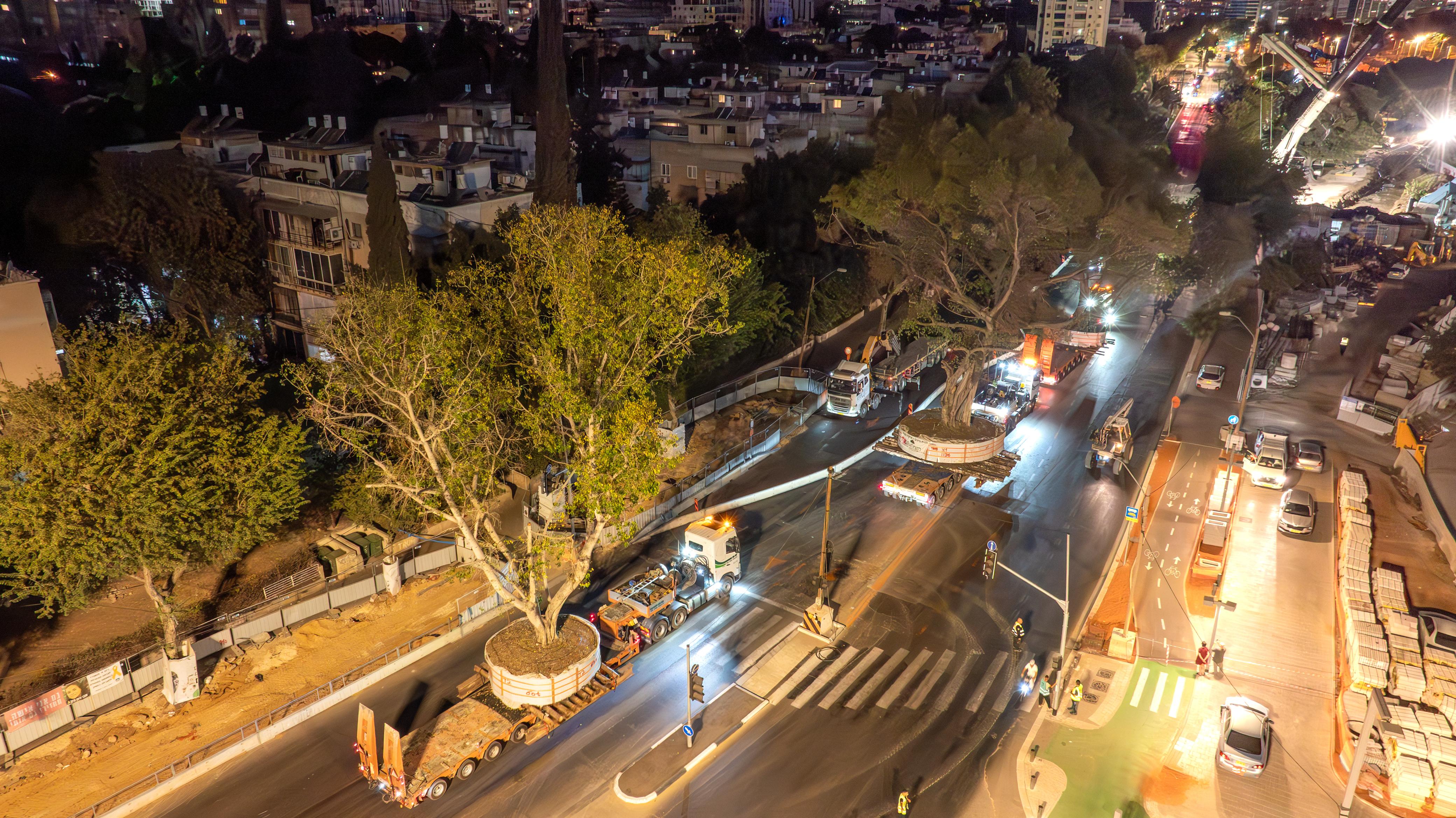 העתקת עצים בלילה