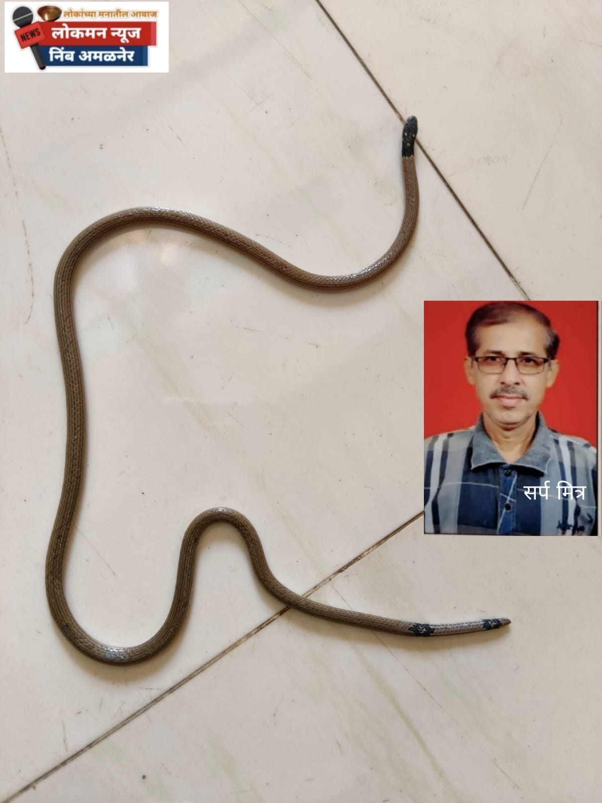 दुर्मिळ 'पोवळा' साप पुन्हा नैसर्गिक अधिवासात; सर्पमित्र किशोर पाटील यांची कामगिरी