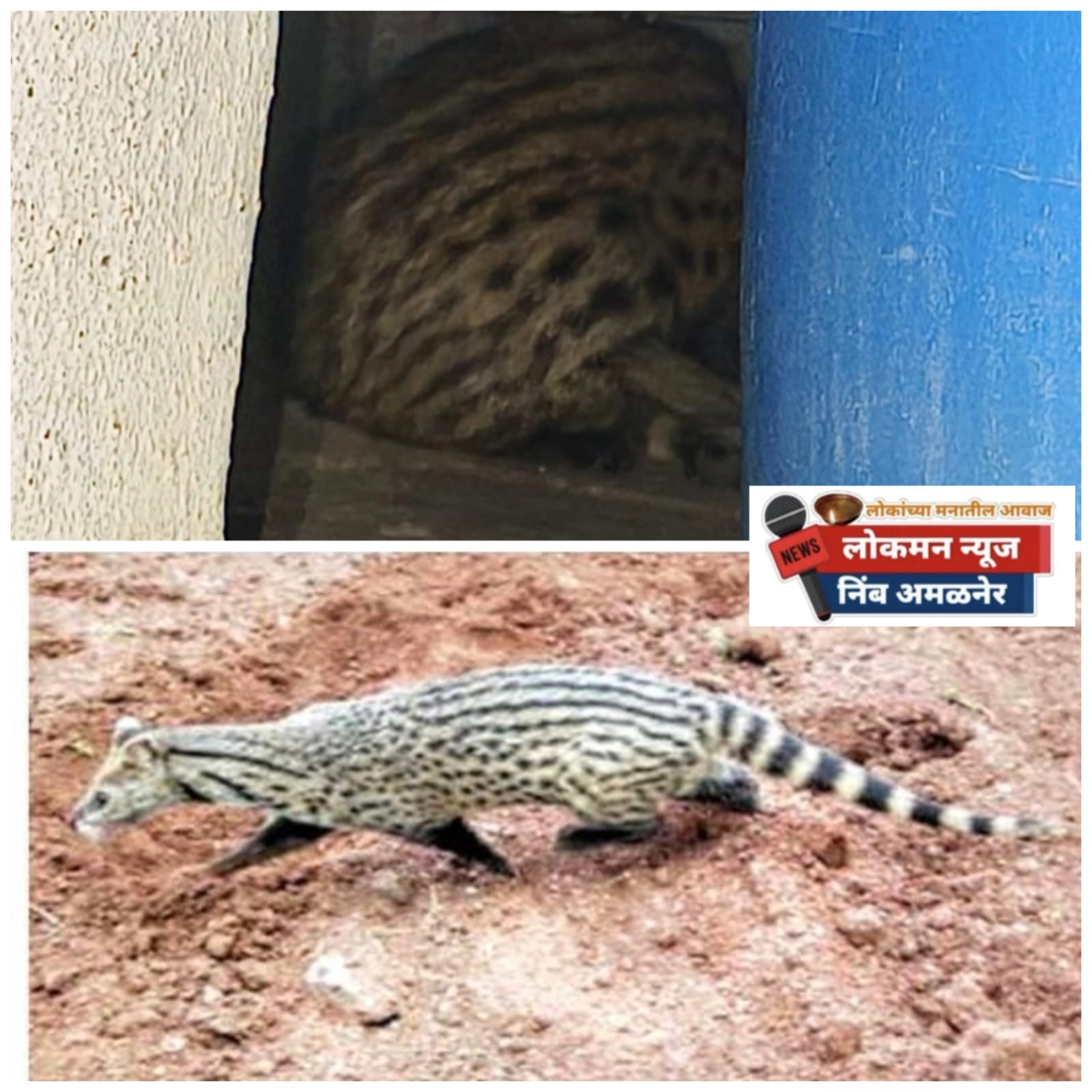 'ते' मांजर नव्हे तर मसण्या ऊद! जळगावात मध्यरात्री घरात शिरलेल्या उदमांजराची अंधाराचा फायदा घेत धूम.