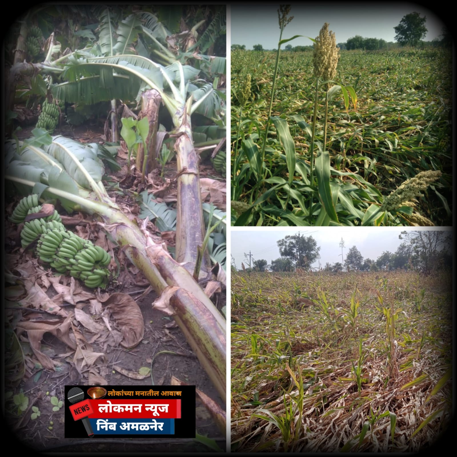 निसर्गाचा कोप, बळीराजा ढसाढसा रडला! निंब गावात रब्बी पिकांचे अतोनात नुकसान.