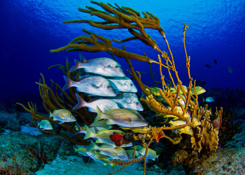 Snorkelling the Mesoamerican Barrier Reef at Cozumel