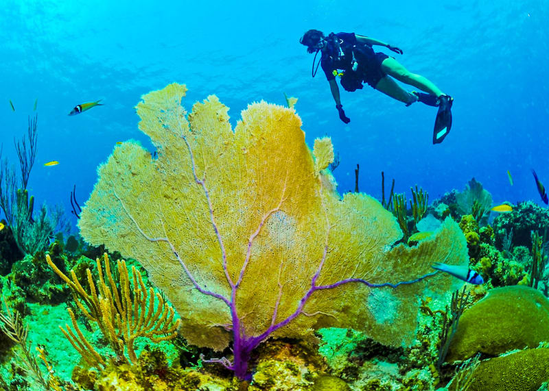 Diving the Mesoamerican Barrier Reef, Riviera Maya