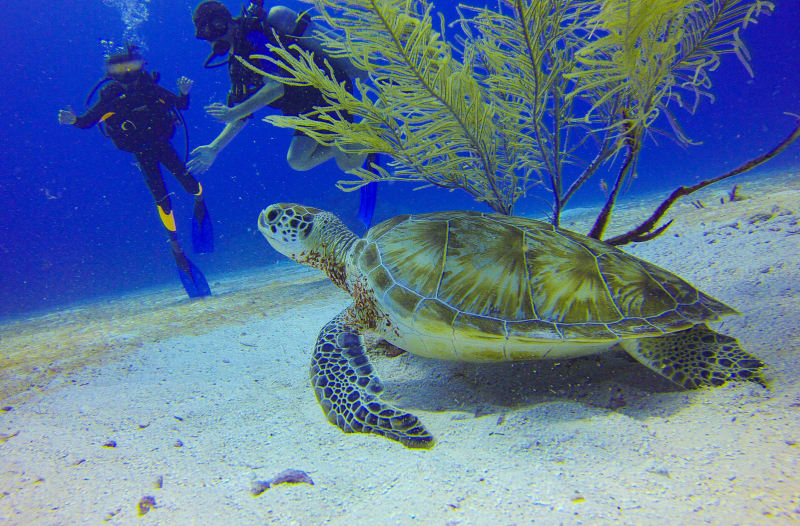 Sea turtle on the Riviera Maya reef