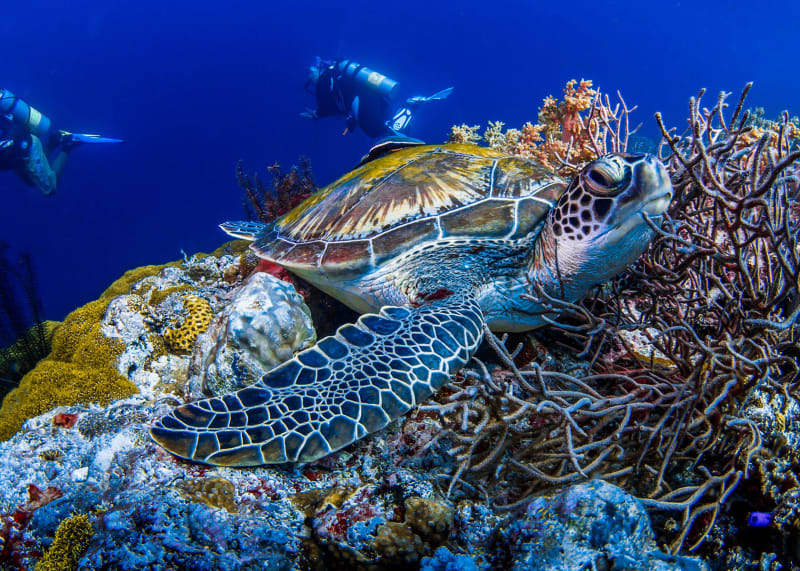 Sea turtle close-up — the Caribbean reef at its most magical