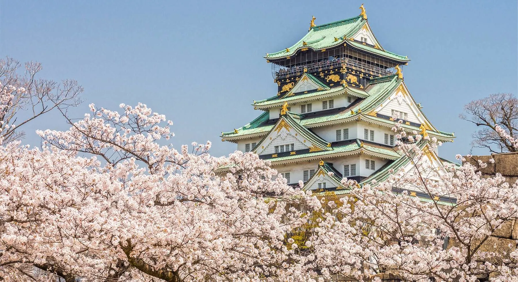 Cerezos en flor, Japón