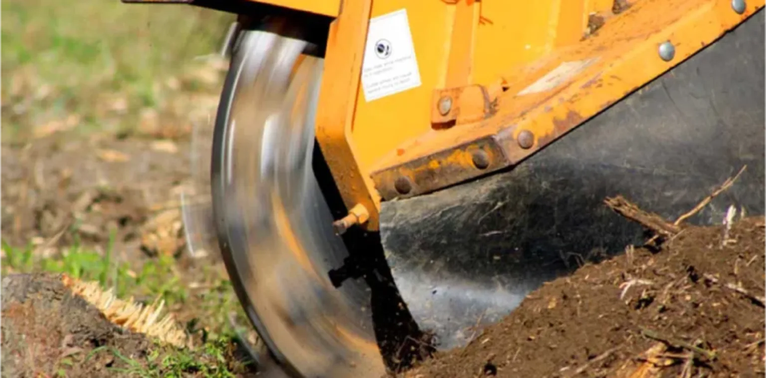 Root Removal Services