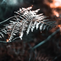Lava