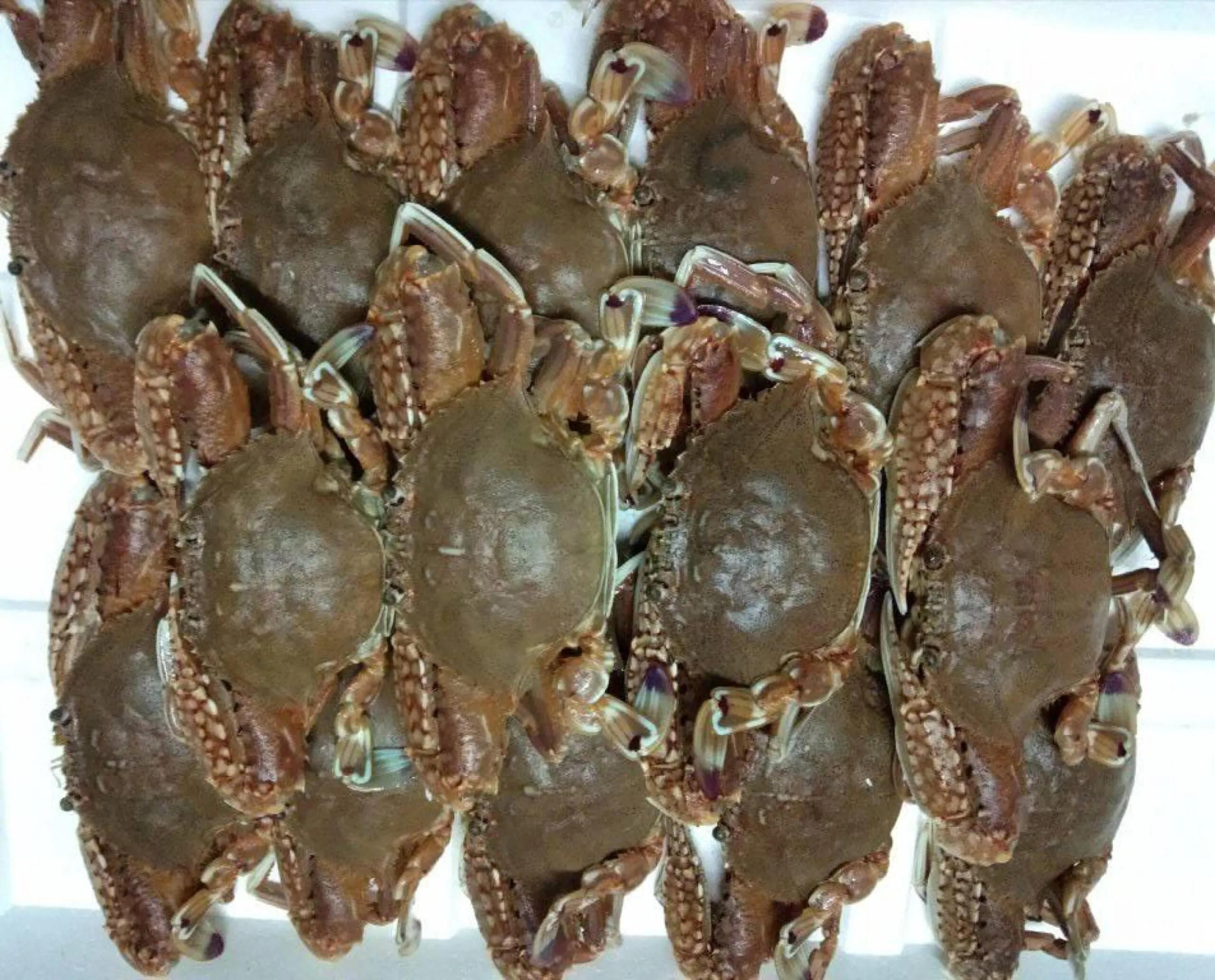 Ghẹ Dĩa Bình Thuận