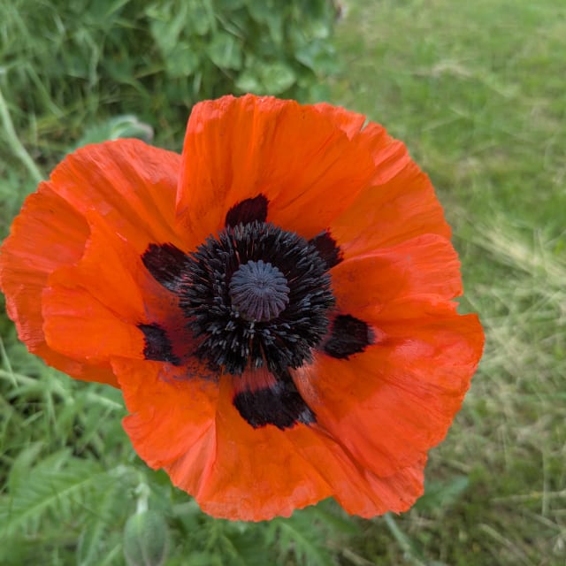 Foto einer Blume, kein Logo, nicht umsetzbar