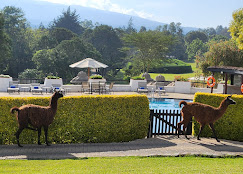 Fairmont Mount Kenya Safari Club gallery 3