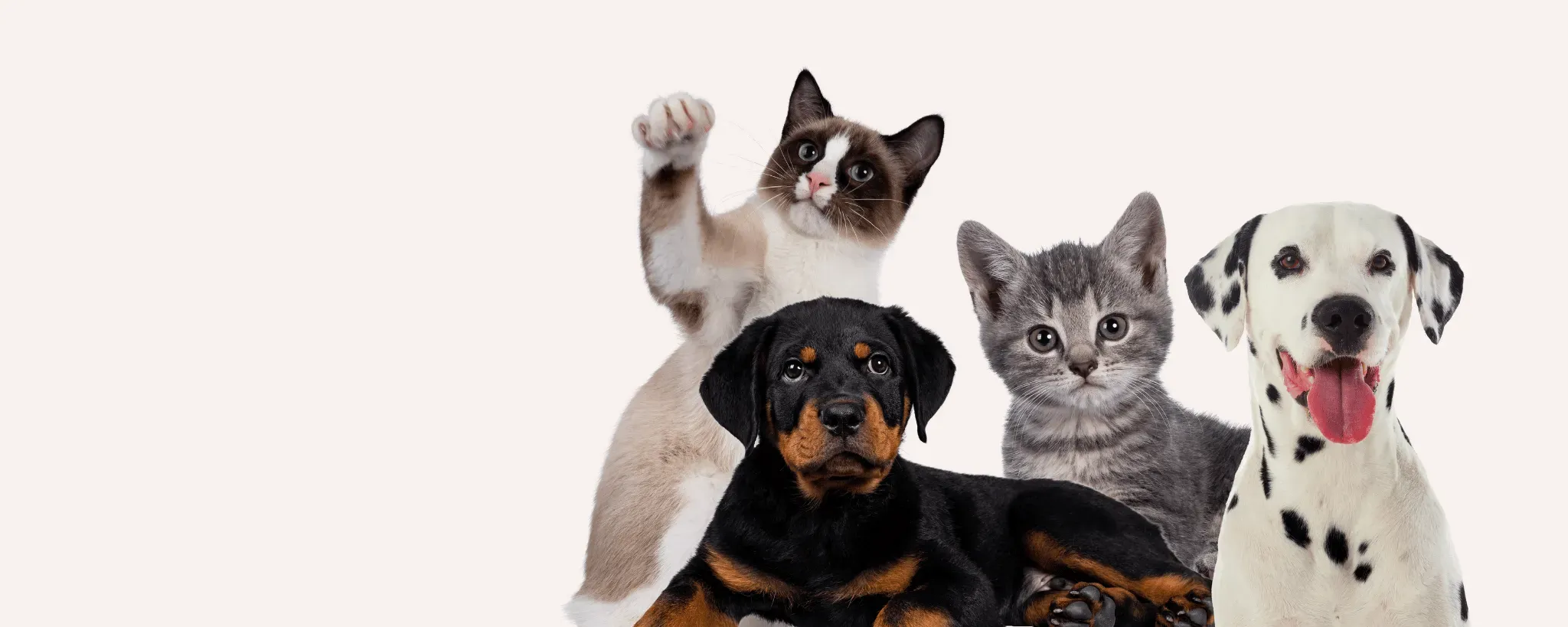 🐾 Sevimli Dostlarınızın Sağlamlığı Bizimlə Güvəndə! cover image