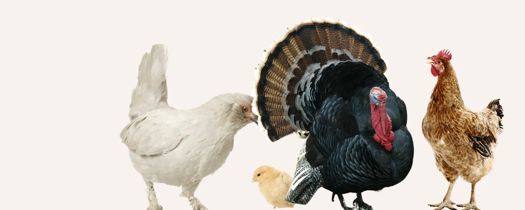 🐔🐥 Təsərrüfatınızın Sağlamlığı Bizdən Başlayır! cover image