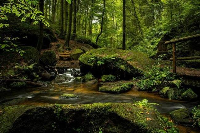 Interesting Amazon Rainforest Facts Interesting Facts about Amazon Rainforest