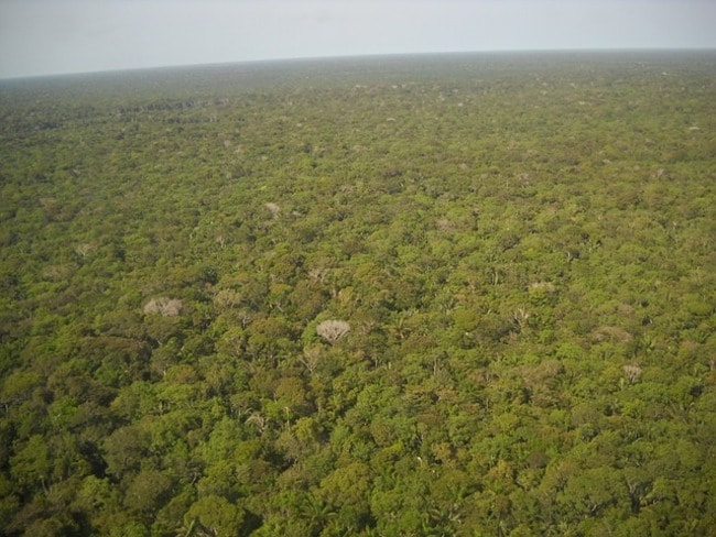 Amazon Rainforest Facts