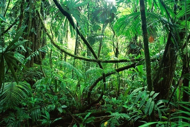 Interesting Amazon Rainforest Facts Interesting Amazon Rainforest Facts