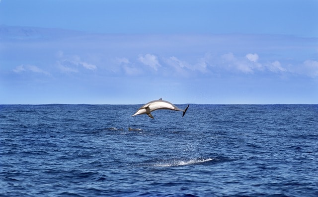 Indian Ocean
