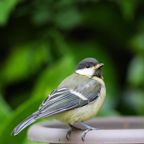 Günlük hayatta işleri kolaylaştıran çeşitli nesneler ve araçlar görseli