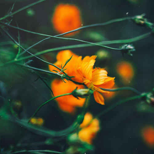 Evrenin geniş bir görüntüsü, galaksiler ve yıldızlarla dolu, kozmosun sonsuzluğunu ve gizemini temsil ediyor.