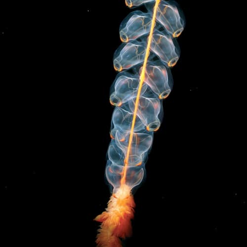 James Webb Uzay Teleskobu'nun bir görseli, uzaylı yaşamı arayışında kullanılan en gelişmiş teknolojilerden birini temsil ediyor.