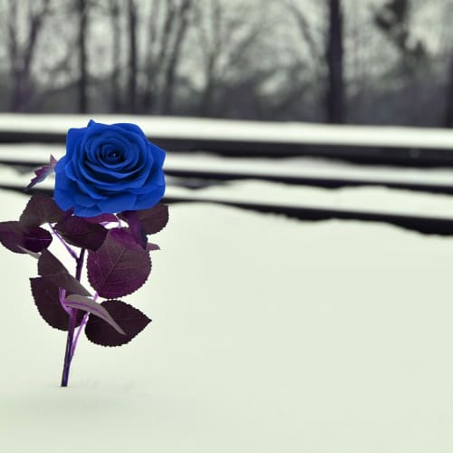 Evrende yaşamın kökenlerine dair araştırmaları gösteren bir görsel, astrobiyoloji, Mars, Europa ve exoplanetleri vurguluyor.