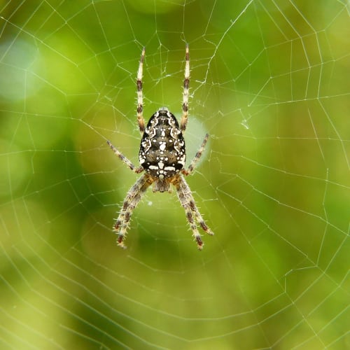 Orman ekosistemi, biyolojik çeşitliliğin zenginliğini ve ekolojik dengenin önemini gösteren bir görsel.