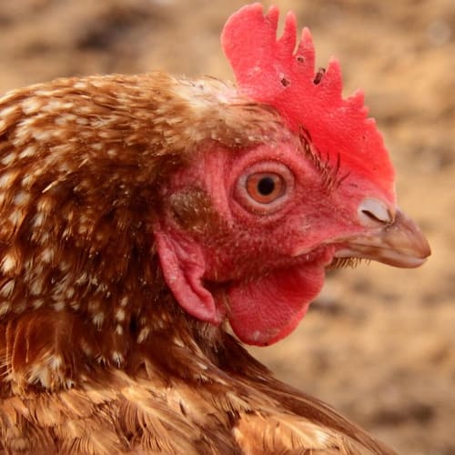 Evrenin genişlemesini gösteren bir görsel, galaksilerin uzaklaşmasını ve kozmik arka plan radyasyonunu temsil ediyor.